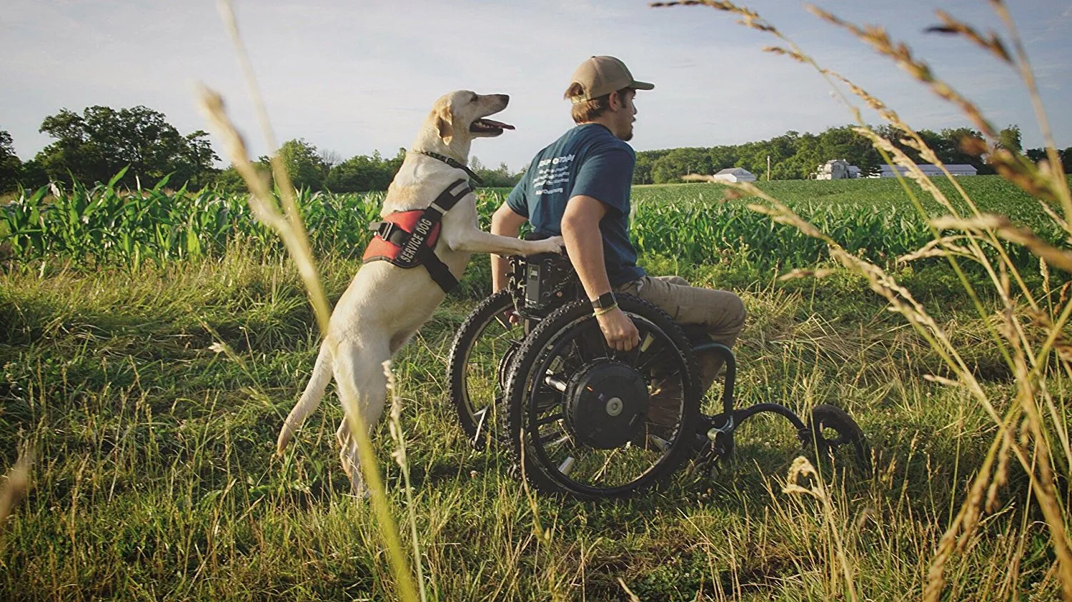 Service Dog Harness Blue